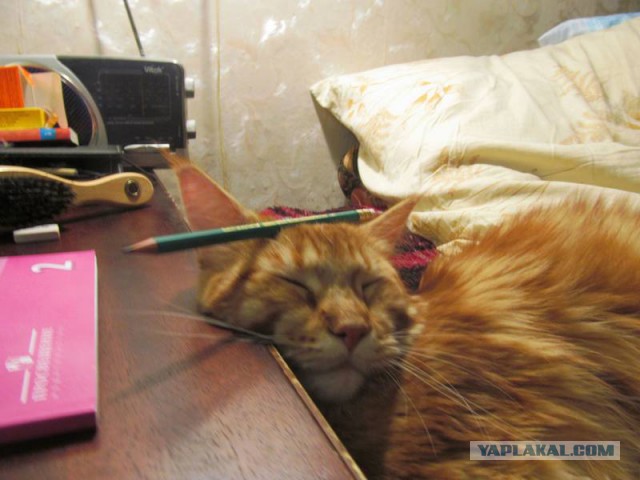 Котовторник 6.05.2014