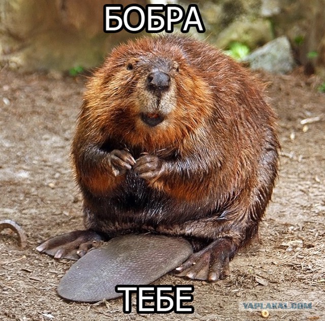 Когда вы плюсуeтe тему в платине