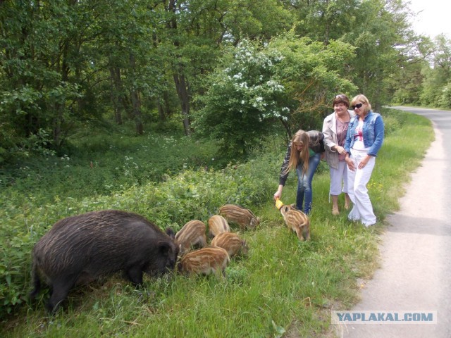 Мама кабанище!