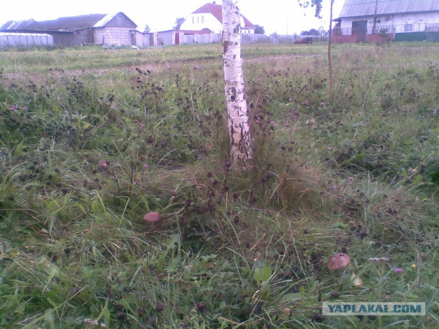 Мои грибочки...