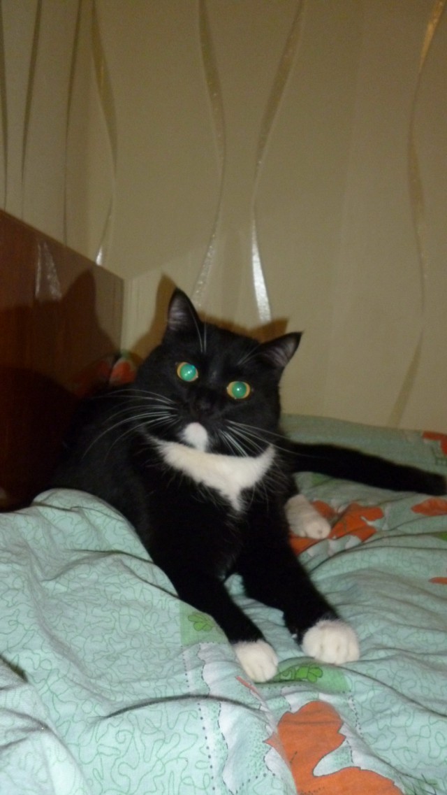 Котовторник 09.09.2014