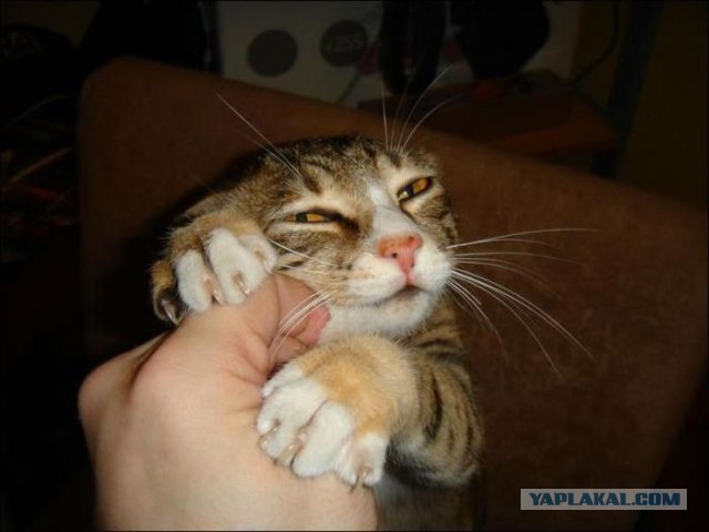20 самых известных котов в интернете.