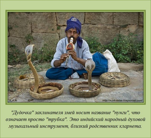 Пестрые факты