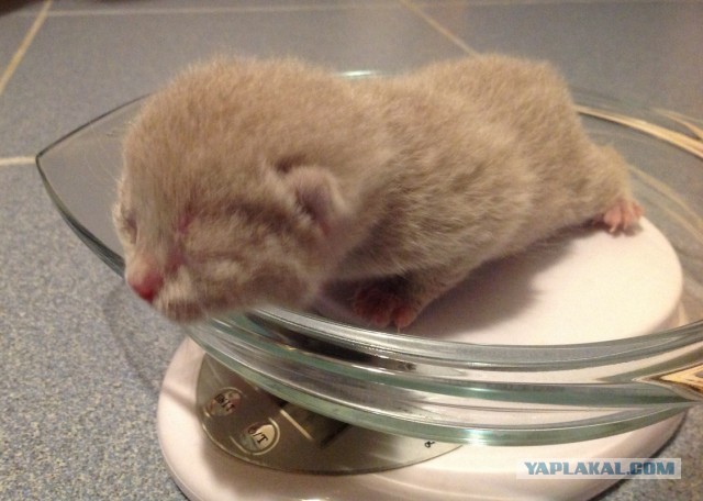 Котовторник 07 04 2015
