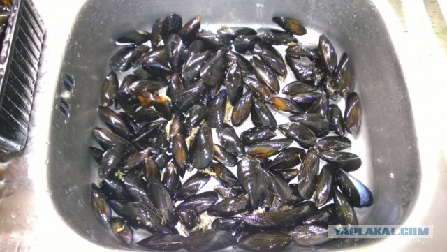 Мидии – когда хочется чего-то вкусненького!