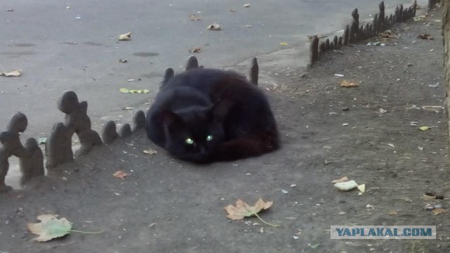 Котовторник  21.07.2015