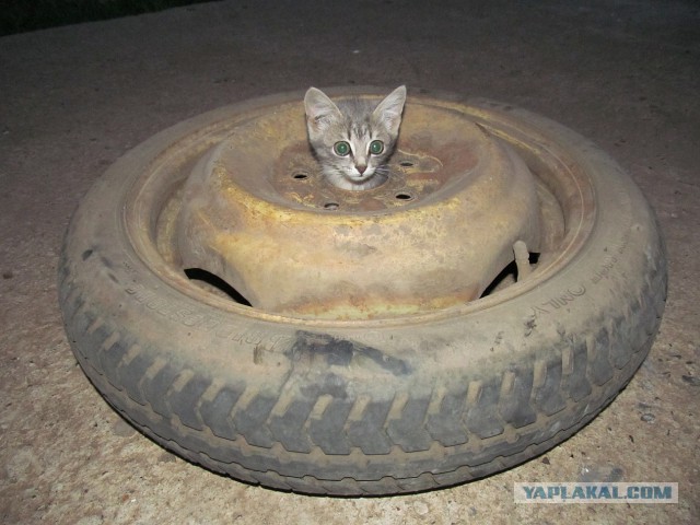 Жизнь как она есть...
