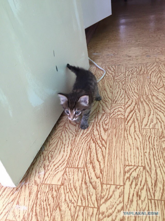Котовторник 18.08.2015