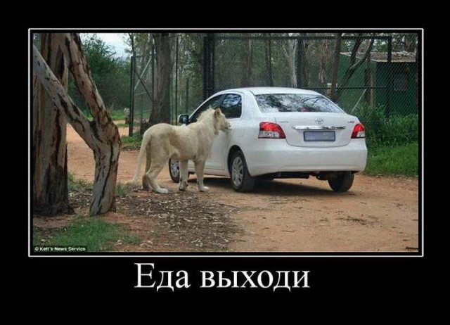Прикольные картинки и демотиваторы