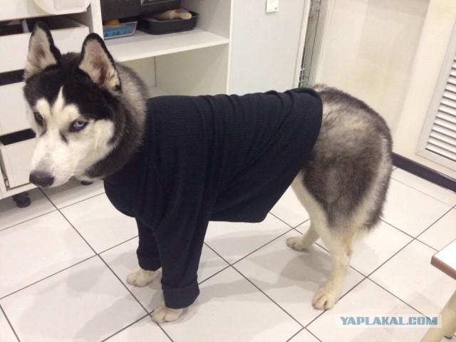 ЧудоХась