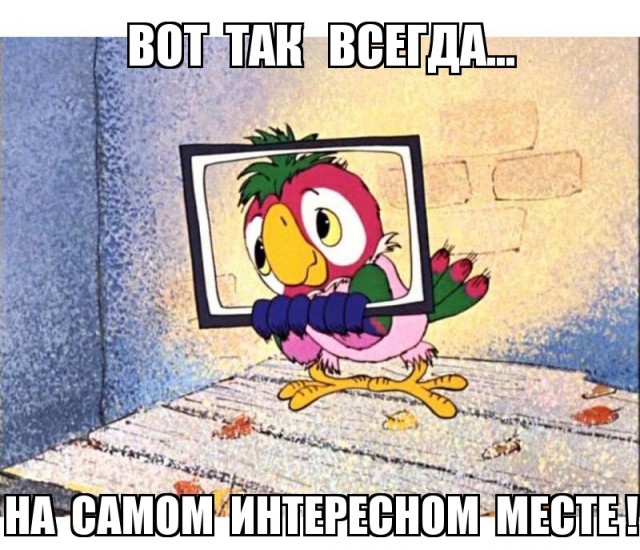 Случайно залетевший в квартиру попугай шокировал хозяев