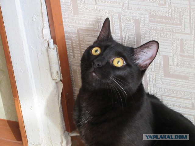 Котовторник  01.03.2016
