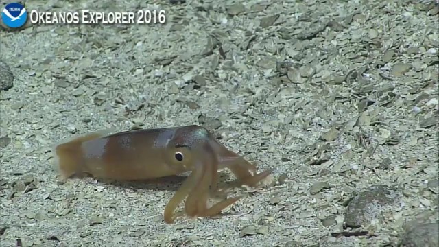 Началась онлайн-трансляция происходящего в самом глубоком месте Земли