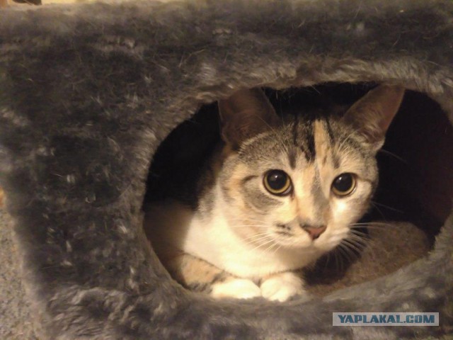Найденыши (Кото понедельник)