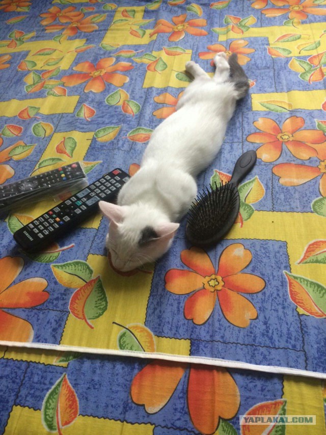 Котовторник 27.09.16