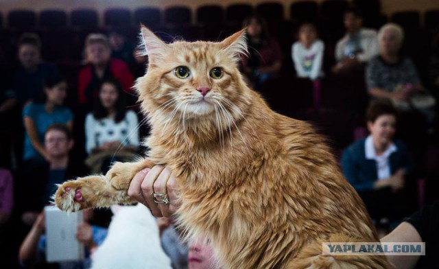 «Осенний Кошкент-2016»