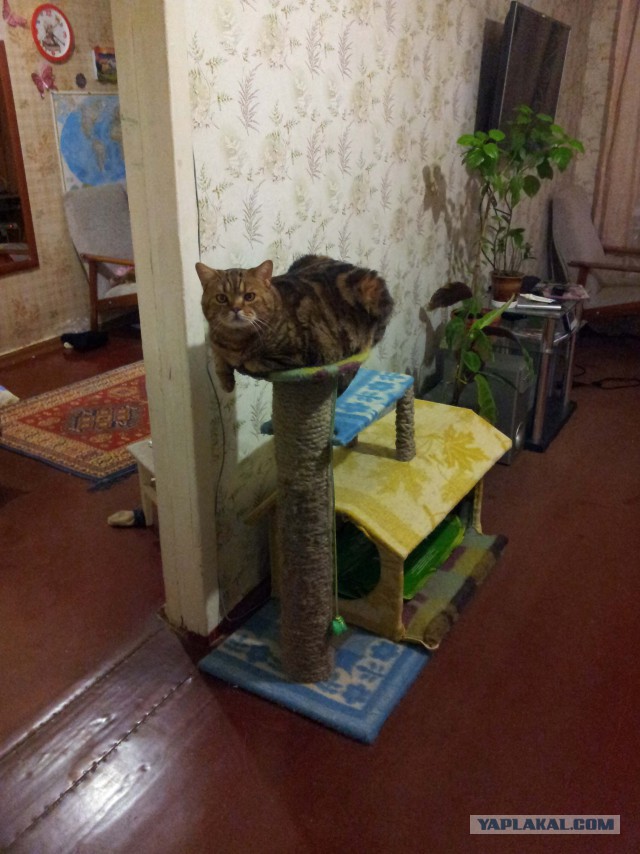 Домик для кота