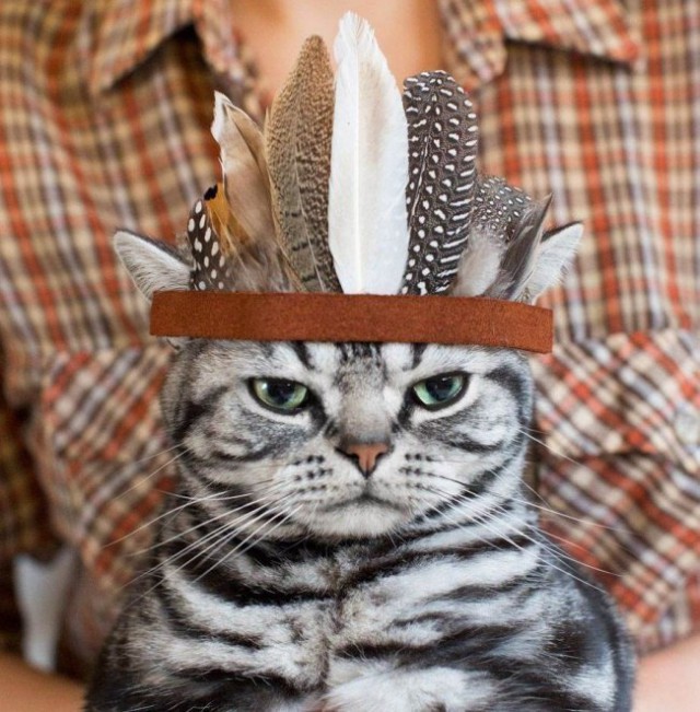 Коты из сети