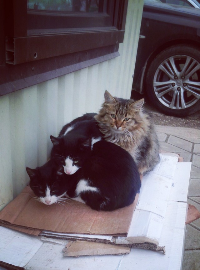 Коты из сети