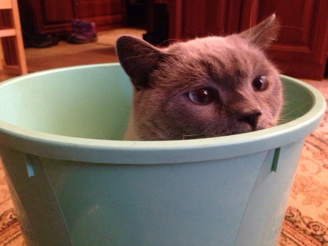 Коты из сети