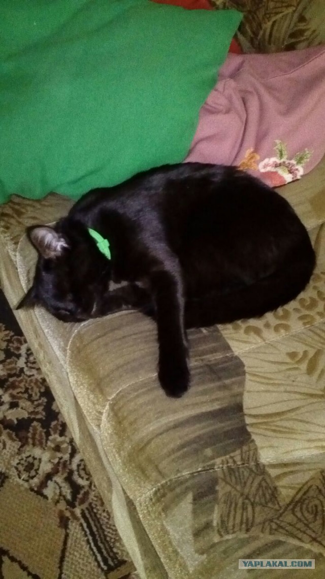 Котовторник 14.03.2017