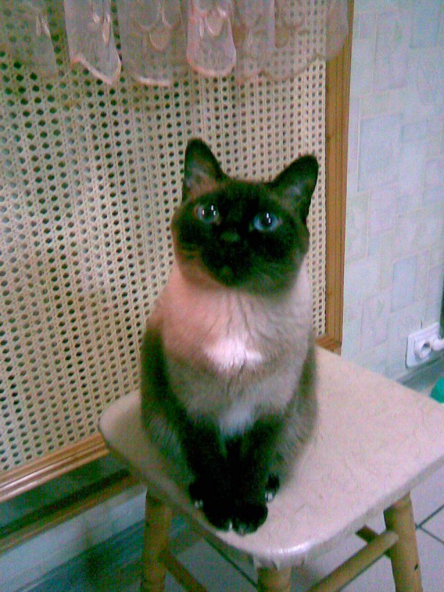 Коты и Кошки