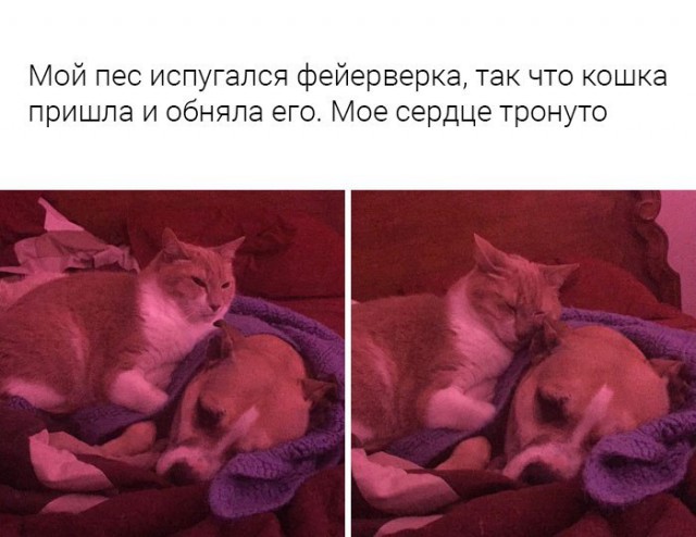 Подборка забавных животных