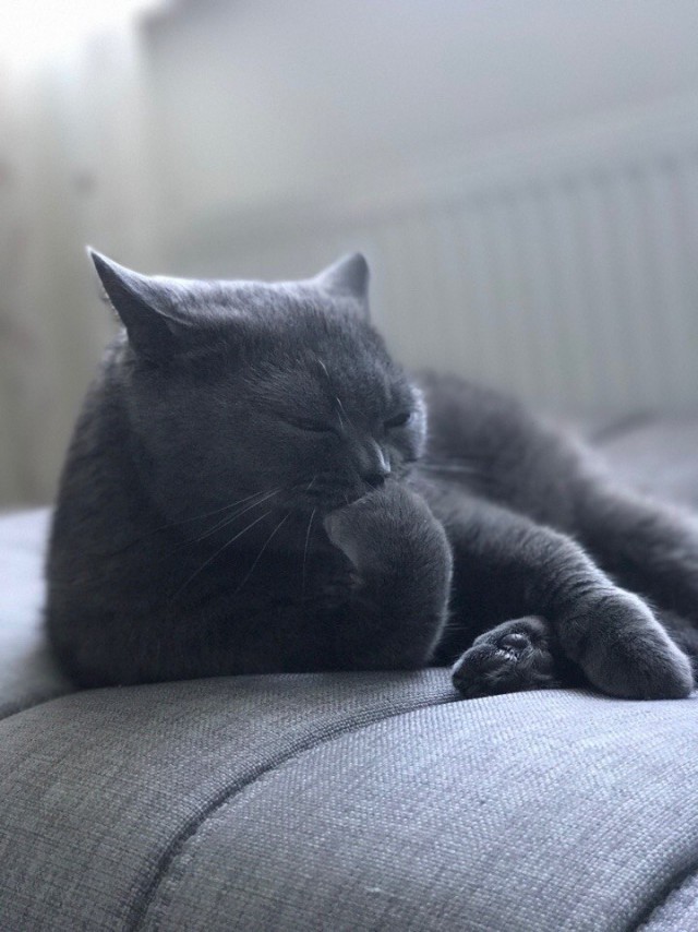 Коты и Кошки
