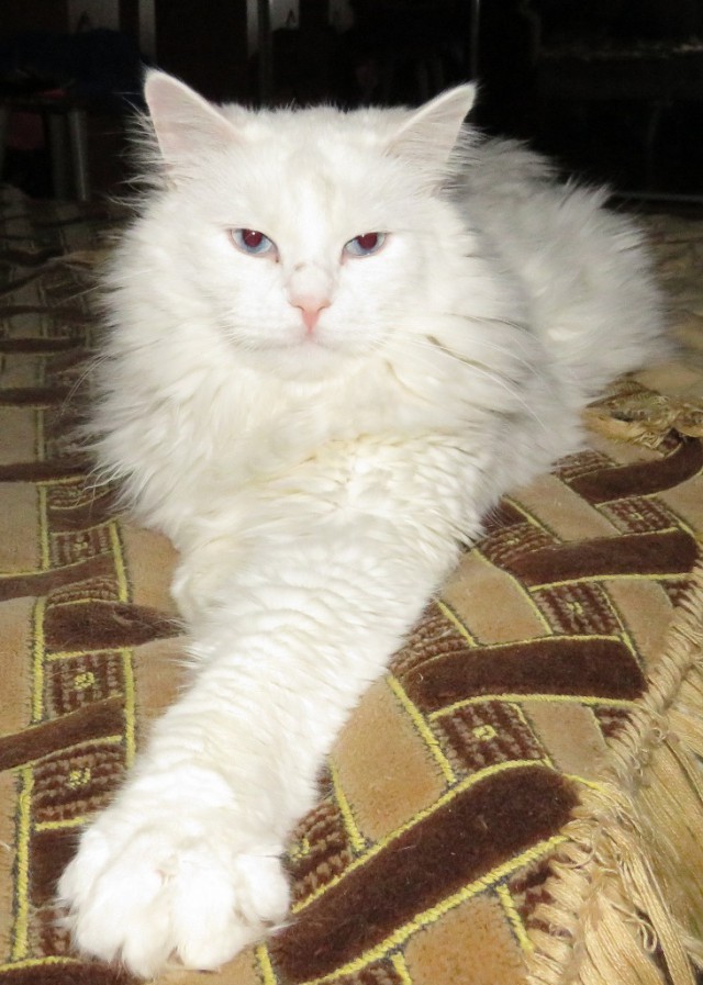Котовторник 30.05.2017