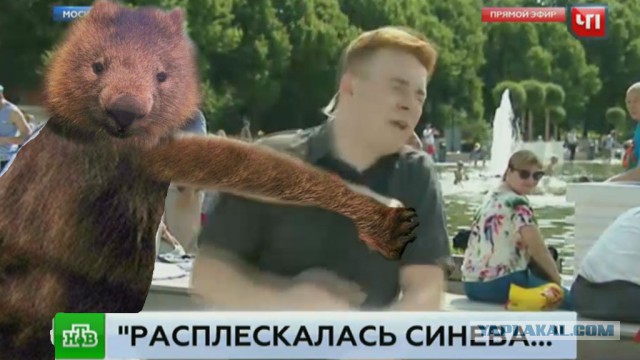 Фотожабы: Агрессивный вомбат