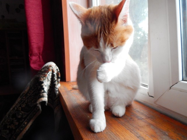 Коты и Кошки