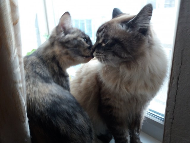 Котовторник 16.01.2018