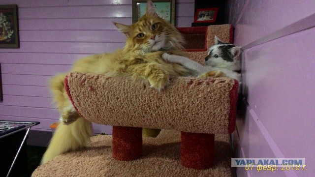 Котомайзинг