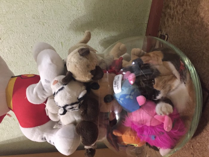 Котовторник 20.03.2018