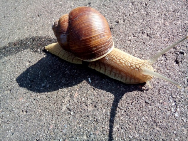 Живность из сети