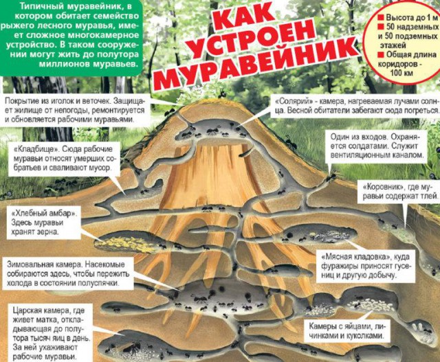 Муравей