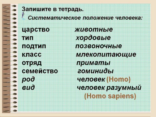 Пёс не сдавался и упорно тащил тяжёлый пакет до самого порога