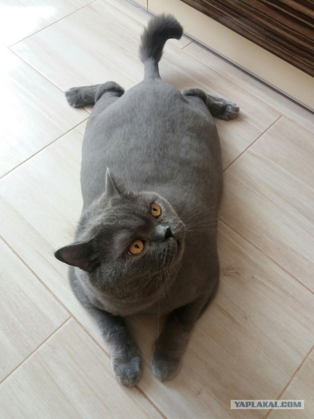Давай заведем кота