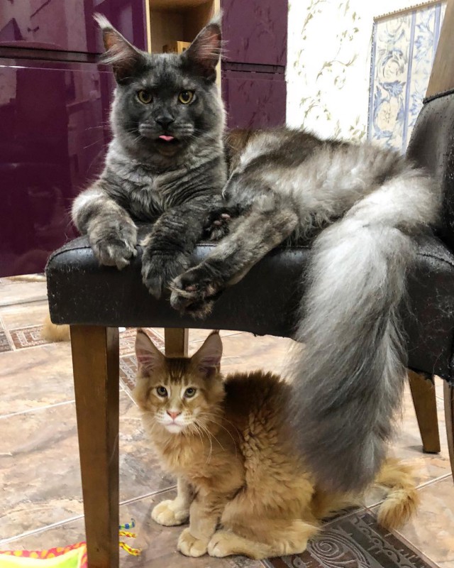 Котовторник 24.07.2018