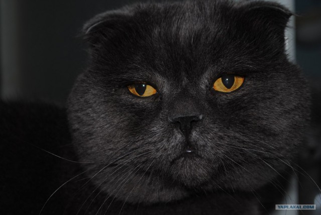 Сегодня котовторник, а котиков все нет