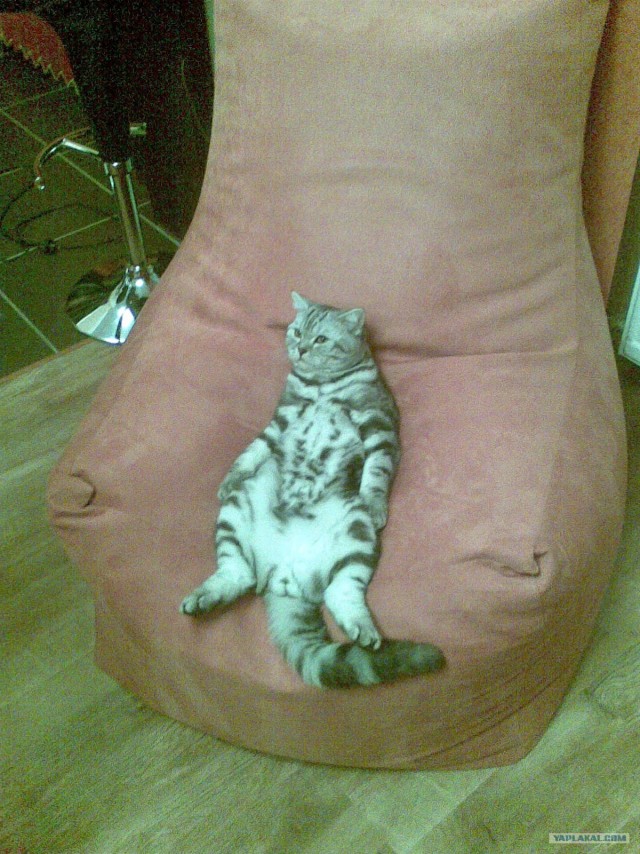 Котейкин вторник! Космический 12.04!