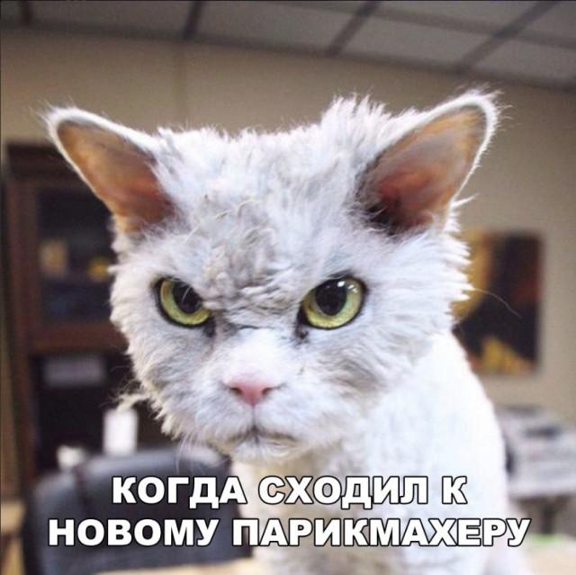 Немного милоты