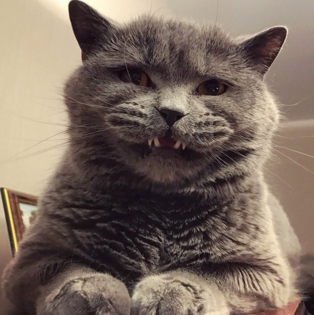 Прикольных котов пост