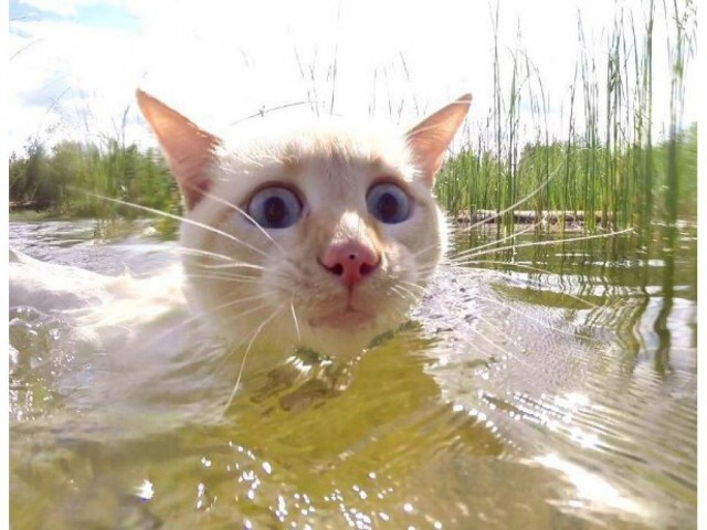 Немного милоты