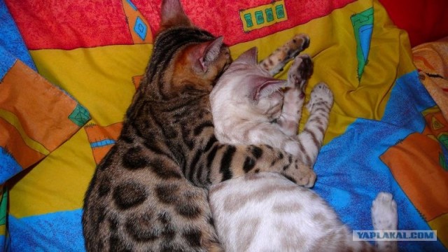 Сонный Котовторник