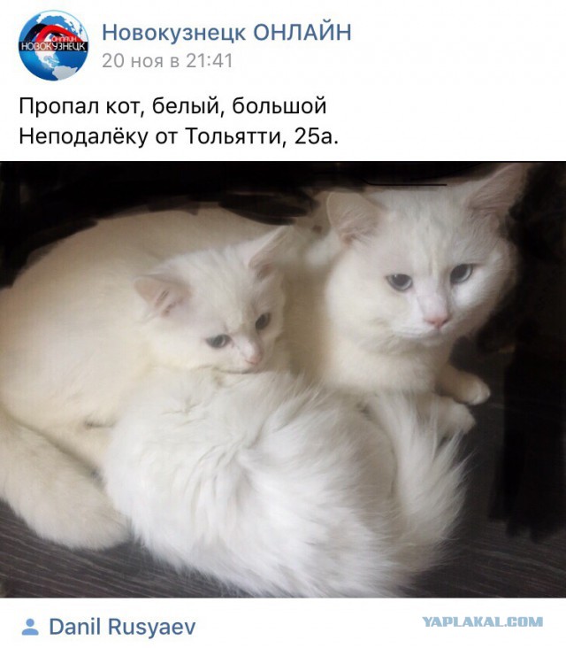 В Новокузнецке спасли кота, который каким-то образом провалился за элетронные счетчики в подъезде