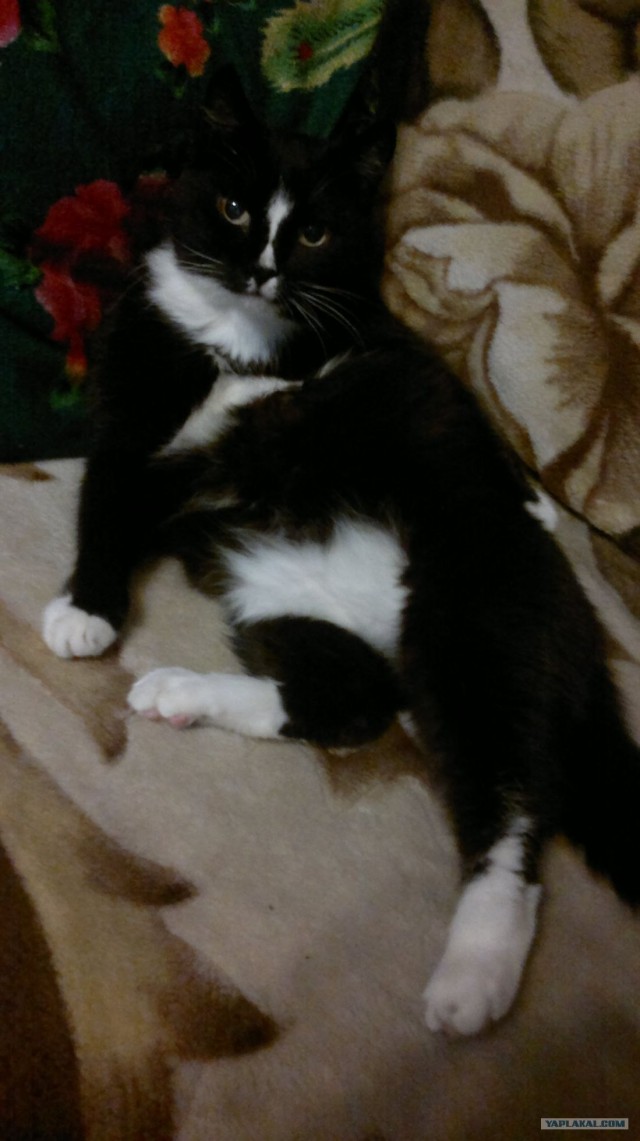 Котовторник!