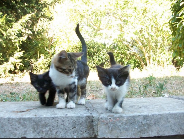 Котовторник 06.12.2011