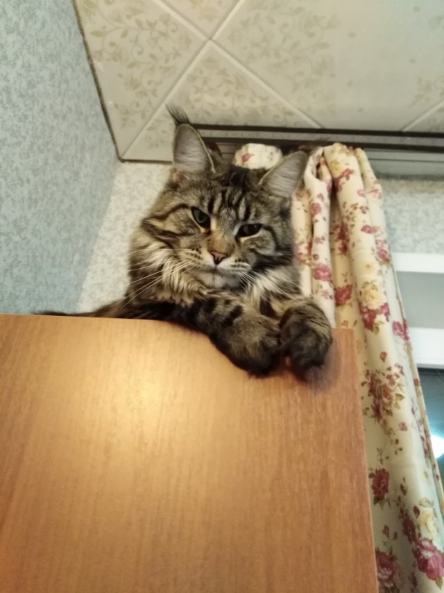 Немного милоты
