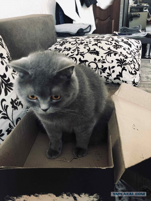 Странная кошачья логика, которую человеку никогда не постичь